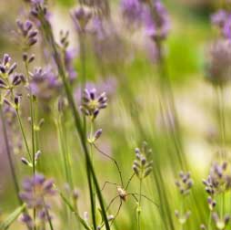 Lavendar photo