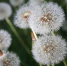 Dandelion field photo