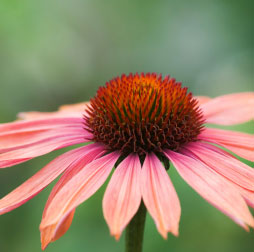 ConeFlower photo